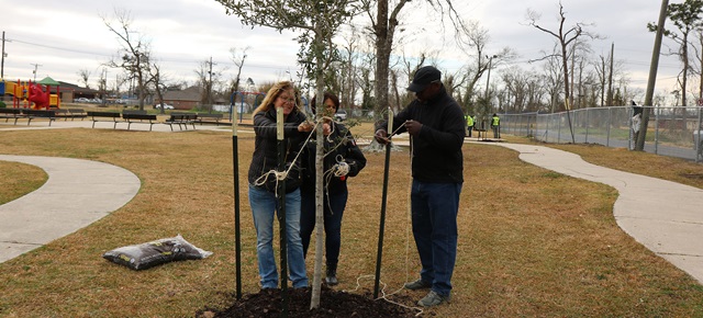3 people planting tree in park