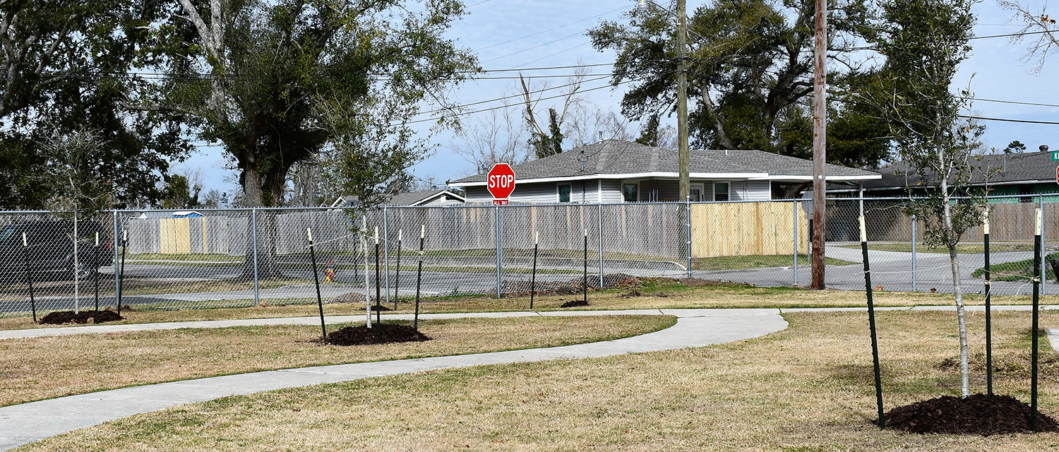 trees planted in park