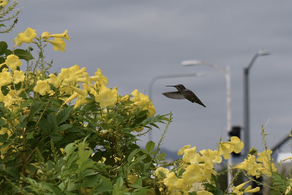 Hummingbird hovering over yellow florals