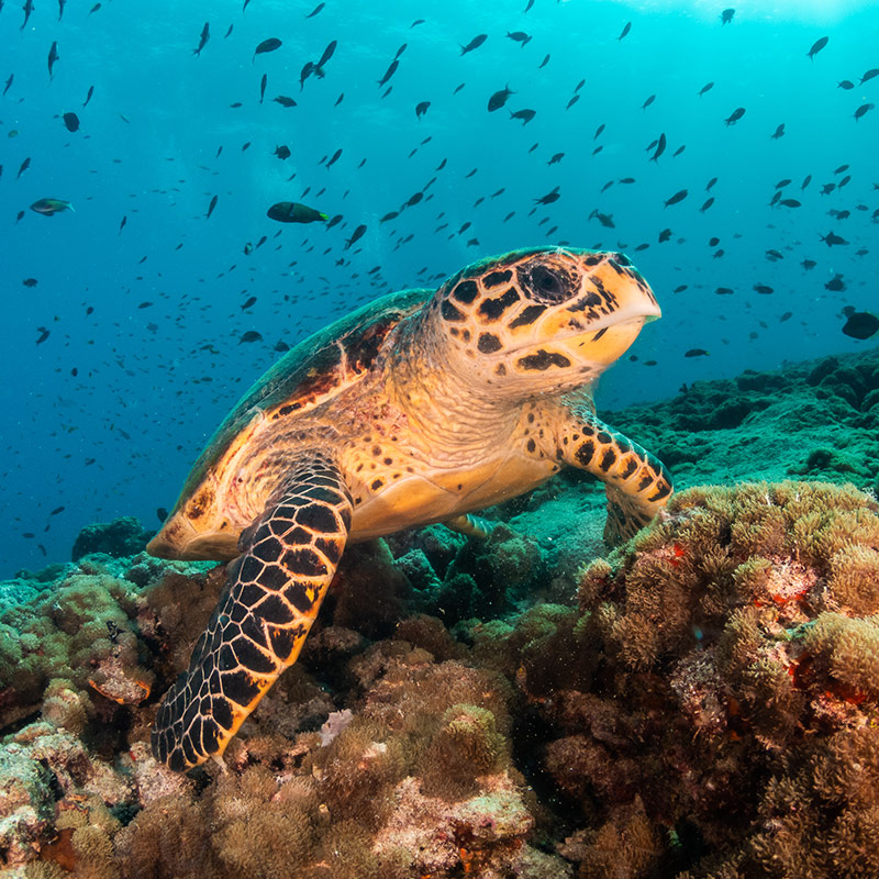Hawksbill turtle swimming in Florda waters