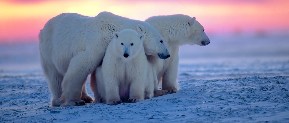 Three polar bears huddle outside